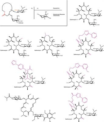 Look and Outlook on Enzyme-Mediated Macrolide Resistance